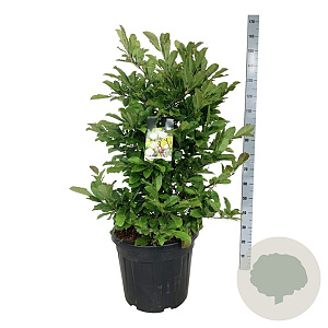 Magnolia loebneri 'Wildcat' 100-125 cm cont. 55L extra