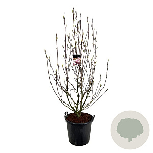 Magnolia soulangeana 170-200 cm cont. 55L extra