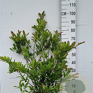 Magnolia stellata 60-80 cm 10L