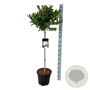 Magnolia stellata 80 cm stam 15L