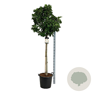 Magnolia 'Sunrise' 120 cm stam cont. 55L extra