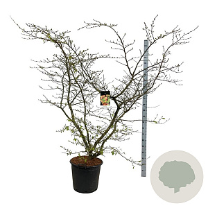 Parrotia persica 150-175 cm cont. 55L extra