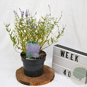 Perovskia 'Blue Spire' 40-60 cm 3,0L