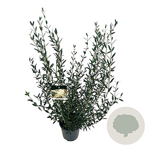 Phillyrea angustifolia 60-80 cm 6L