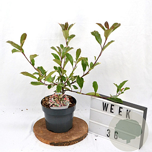 Photinia fraseri Louise 40-60 cm 3,0L