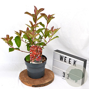 Photinia fraseri Red Light 40-60 cm 3,0L