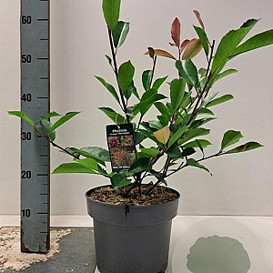 Photinia fraseri 'Red Robin' 40-60 cm 5,0L