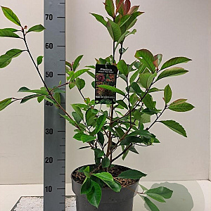 Photinia fraseri 'Red Robin' 40-60 cm 5,0L