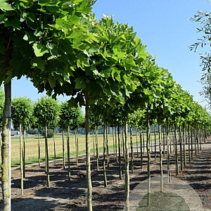 Platanus hisp. 'Alphen's Globe' 10-12 HO 45L 225 cm stam