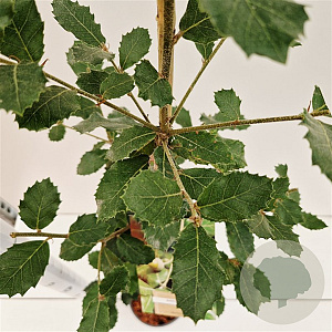 Quercus ilex 80-100 cm 3,0L