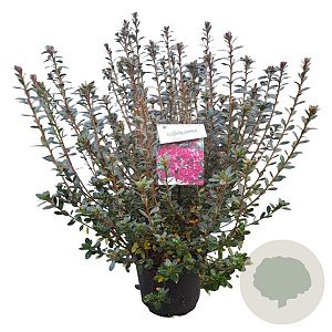 Rhododendron (AJ) 'Amoenum' 40-50 cm 10L