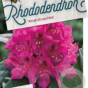 Rhododendron 'Anah Kruschke' 80-100 cm cont. 80L