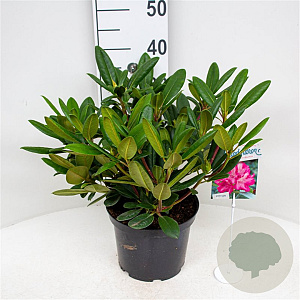 Rhododendron (Y) 'Blurettia' 30 cm 5,0L