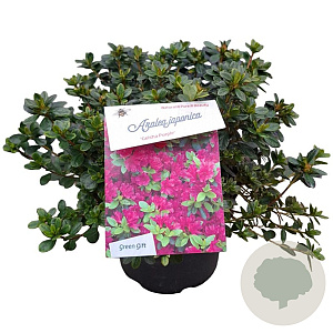 Rhododendron (AJ) Geisha Purple 25-30 cm 4,0L