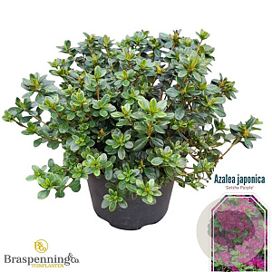 Rhododendron (AJ) Geisha Purple 25-30 cm 4,0L