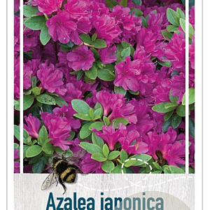 Rhododendron (AJ) Geisha Purple 40-50 cm 10L