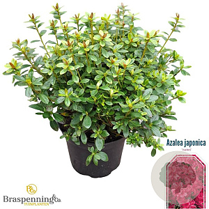 Rhododendron (AJ) 'Isabel' 25-30 cm 4,0L