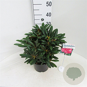 Rhododendron (Y) 'Kalinka' 30 cm 5,0L