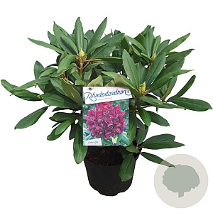 Rhododendron 'Marcel Menard' 30-40 cm 5,0L struik