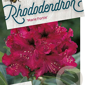 Rhododendron 'Marie Forte' 50-60 cm 20L