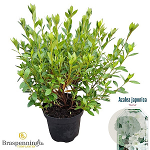 Rhododendron (AJ) 'Mémé' 20-25 cm 2,0L