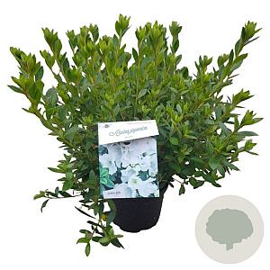 Rhododendron (AJ) 'Mémé' 25-30 cm 4,0L