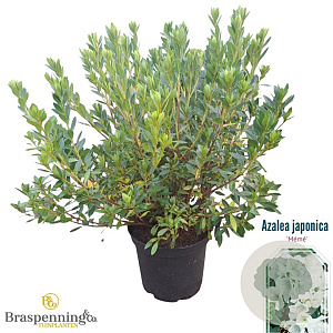 Rhododendron (AJ) 'Mémé' 40-50 cm 10L