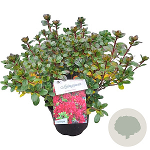 Rhododendron (AJ) 'Moederkensdag' 25-30 cm 4,0L