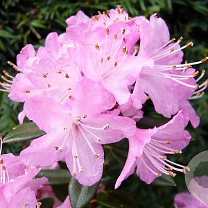 Rhododendron 'Pintail' 30 cm 5,0L