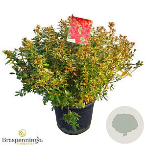 Rhododendron (AJ) 'Radja' 50-60 cm 20L