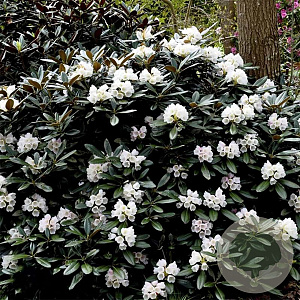 Rhododendron 'Silbervelours' 30-40 cm 5,0L struik