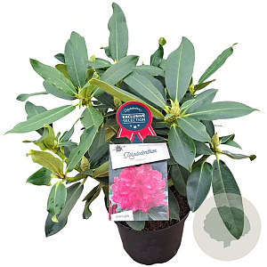 Rhododendron Walküre 30-40 cm 5,0L struik