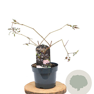 Sambucus nigra Black Beauty 40-60 cm 3,0L