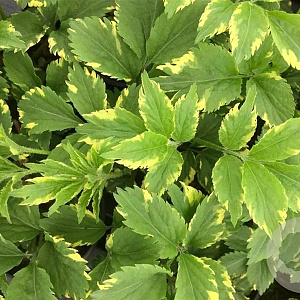 Sambucus nigra Gold Spark 30-40 cm 3,0L