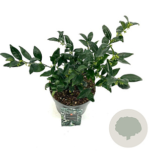 Sarcococca confusa 20-30 cm 2,0L