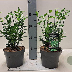 Sarcococca confusa 20-30 cm 2,0L