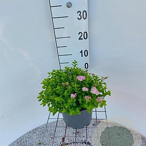 Spiraea jap. 'Little Princess' 40-60 cm 3,0L