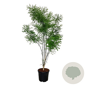 Styphnolobium japonicum 200-225 cm cont. 55L extra