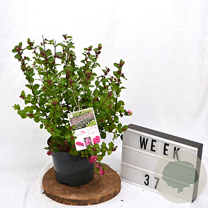 Symphoricarpos d. Rumble 40-60 cm 3,0L