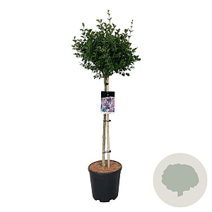 Syringa meyeri 'Palibin' 90 cm stam 15L