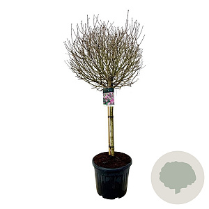 Syringa meyeri 'Palibin' 90 cm stam cont. 55L extra