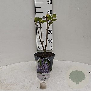 Syringa v. 'Katherine Havemeyer' 30-40 cm 3,0L