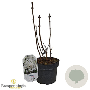 Syringa v. 'Primrose' 30-40 cm 3,0L