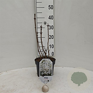 Syringa v. 'Primrose' 30-40 cm 3,0L