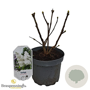 Syringa v. 'Rochester' 30-40 cm 3,0L