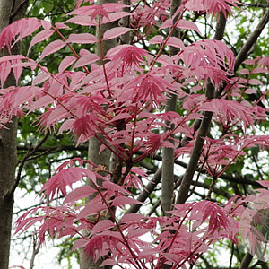 Toona sinensis 'Flamingo' 300-350 cm cont. 130L meerstammig