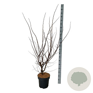 Ulmus minor suberosa 100-125 cm 15L