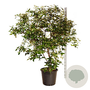 Viburnum burkwoodii 150-175 cm cont. 55L extra