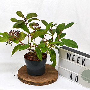 Viburnum davidii 30-40 cm 2,0L