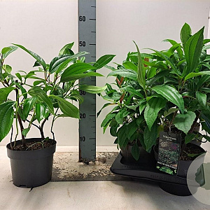 Viburnum davidii 30-40 cm 2,0L